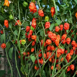 100 Pepper Seeds for Planting Outdoors, Garden Vegetable Seeds