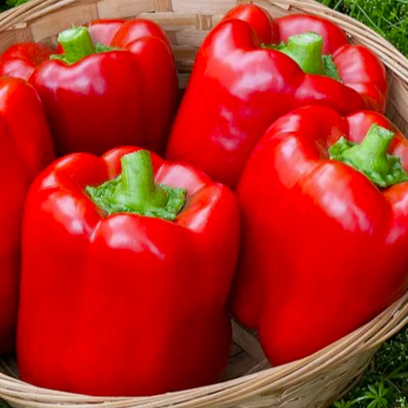 50 Pepper Seeds for Planting Outdoors, Garden Vegetable Seeds