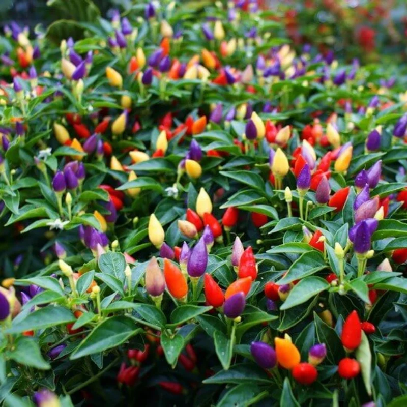 100 Pepper Seeds for Planting Outdoors, Garden Vegetable Seeds