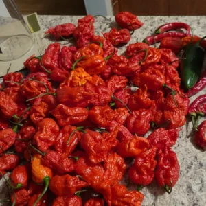 50 Pepper Seeds for Planting Outdoors, High Germination Rate, Non GMO, Heirloom Seeds - Carolina Reaper Pepper Seeds