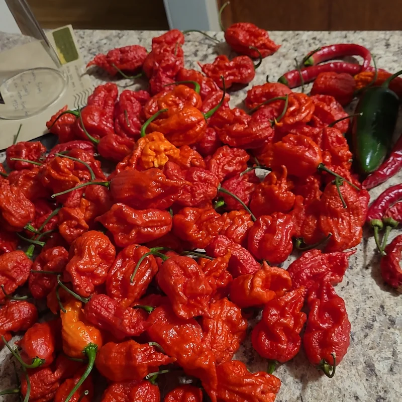 50 Pepper Seeds for Planting Outdoors, High Germination Rate, Non GMO, Heirloom Seeds - Carolina Reaper Pepper Seeds