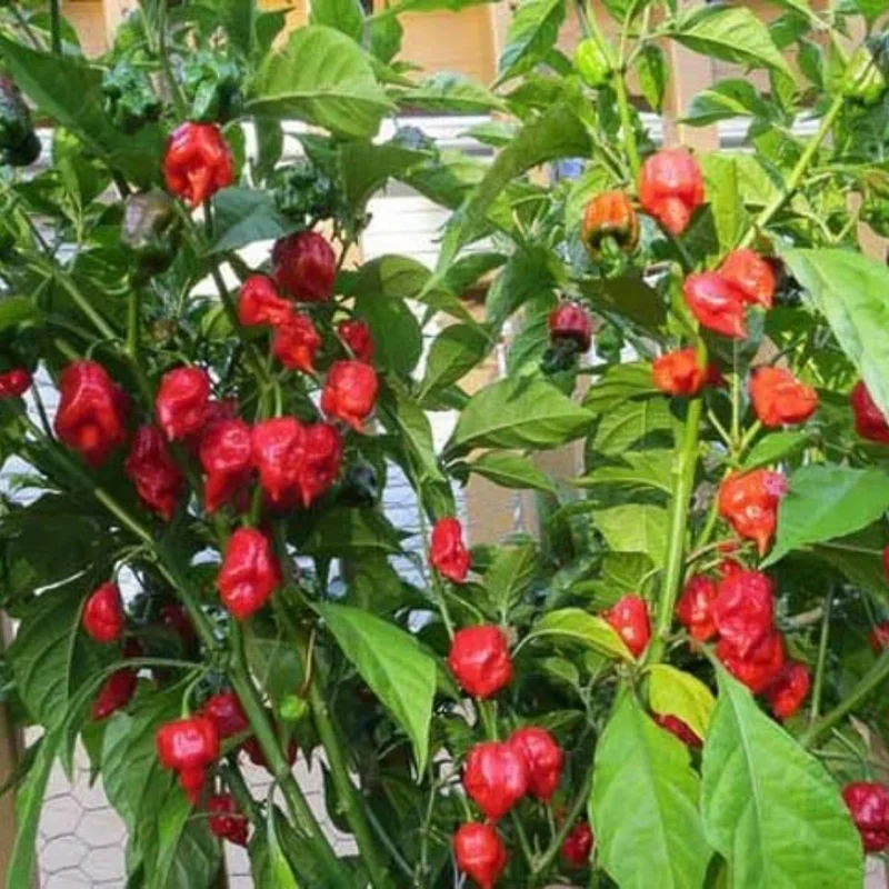 50 Pepper Seeds for Planting Outdoors, High Germination Rate, Non GMO, Heirloom Seeds - Carolina Reaper Pepper Seeds