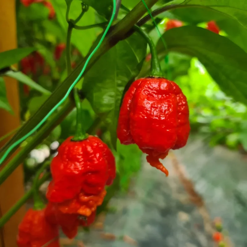 50 Pepper Seeds for Planting Outdoors, High Germination Rate, Non GMO, Heirloom Seeds - Carolina Reaper Pepper Seeds