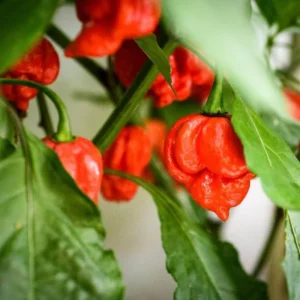 50 Pepper Seeds for Planting Outdoors, High Germination Rate, Non GMO, Heirloom Seeds - Carolina Reaper Pepper Seeds
