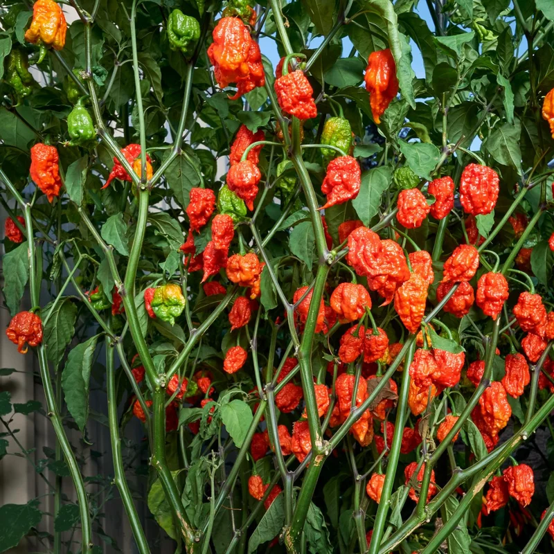 50 Pepper Seeds for Planting Outdoors, High Germination Rate, Non GMO, Heirloom Seeds - Carolina Reaper Pepper Seeds