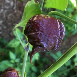 50 Pepper Seeds for Planting Outdoors, High Germination Rate, Non GMO, Heirloom Seeds - Chocolate Carolina Reaper Pepper Seeds