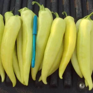50 Pepper Seeds for Planting Outdoors, High Germination Rate, Non GMO, Heirloom Seeds - Sweet Banana Seeds
