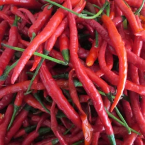 50 Pepper Seeds for Planting Outdoors, High Germination Rate, Non GMO, Heirloom Seeds - Long Thin Red Seeds