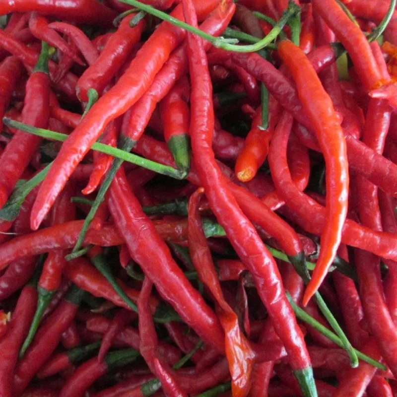 50 Pepper Seeds for Planting Outdoors, High Germination Rate, Non GMO, Heirloom Seeds - Long Thin Red Seeds