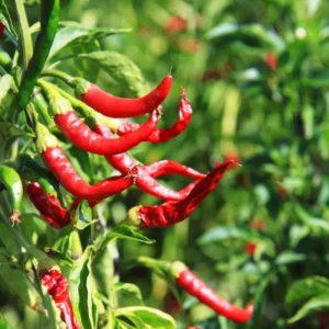 50 Pepper Seeds for Planting Outdoors, High Germination Rate, Non GMO, Heirloom Seeds - Long Thin Red Seeds