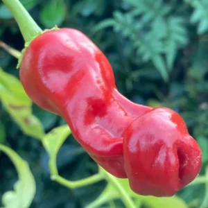 50 Pepper Seeds for Planting Outdoors, High Germination Rate, Non GMO, Heirloom Seeds - Peter Pepper Seeds
