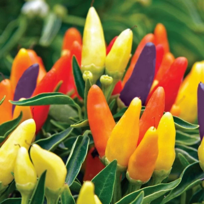 50 Pepper Seeds for Planting Outdoors, High Germination Rate, Non GMO, Heirloom Seeds - Chinese 5 Color Pepper Seeds