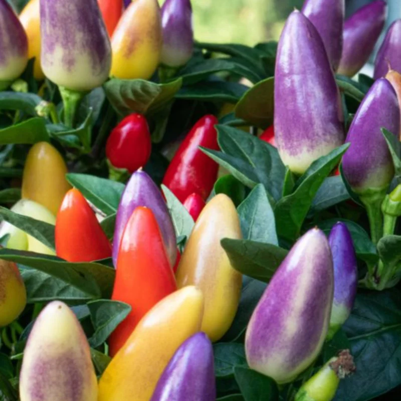 50 Pepper Seeds for Planting Outdoors, High Germination Rate, Non GMO, Heirloom Seeds - Chinese 5 Color Pepper Seeds