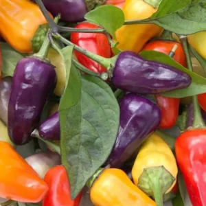 50 Pepper Seeds for Planting Outdoors, High Germination Rate, Non GMO, Heirloom Seeds - Chinese 5 Color Pepper Seeds