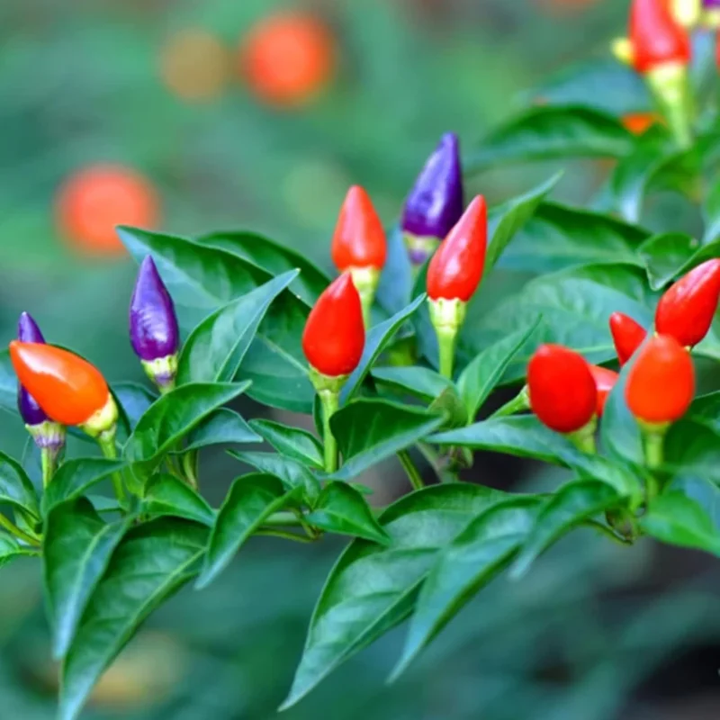 50 Pepper Seeds for Planting Outdoors, High Germination Rate, Non GMO, Heirloom Seeds - Chinese 5 Color Pepper Seeds