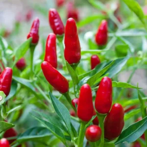 50 Pepper Seeds for Planting Outdoors, High Germination Rate, Non GMO, Heirloom Seeds - Thai Hot Chili Pepper Seeds