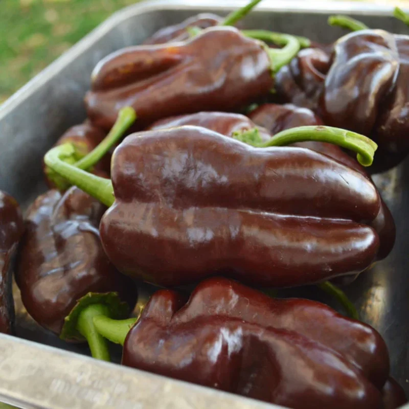 100 Pepper Seeds for Planting Outdoors, High Germination Rate, Non GMO, Heirloom Seeds - Sweet Chocolate Pepper Seeds