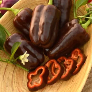 100 Pepper Seeds for Planting Outdoors, High Germination Rate, Non GMO, Heirloom Seeds - Sweet Chocolate Pepper Seeds