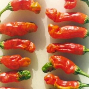 100 Pepper Seeds for Planting Outdoors, High Germination Rate, Non GMO, Heirloom Seeds - Peter Pepper Seeds