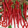 100 Pepper Seeds for Planting Outdoors, High Germination Rate, Non GMO, Heirloom Seeds - Long Thin Red Seeds