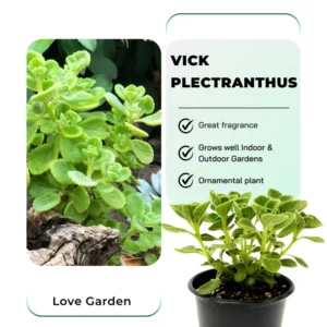 Plectranthus Vick Plant Live – Fragrant Houseplant in 4-Inch Pot, Perfect for Indoor and Garden Spaces