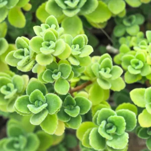 Plectranthus Vick Plant Live – Fragrant Houseplant in 4-Inch Pot, Perfect for Indoor and Garden Spaces