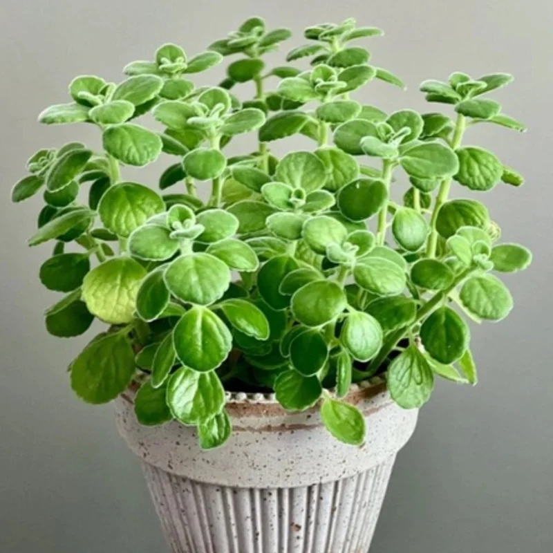 Plectranthus Vick Plant Live – Fragrant Houseplant in 4-Inch Pot, Perfect for Indoor and Garden Spaces