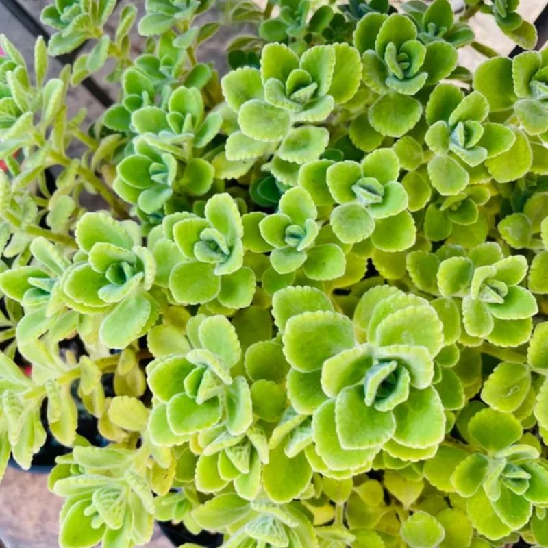 Plectranthus Vick Plant Live – Fragrant Houseplant in 4-Inch Pot, Perfect for Indoor and Garden Spaces