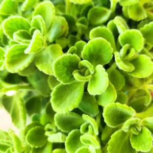 Plectranthus Vick Plant Live – Fragrant Houseplant in 4-Inch Pot, Perfect for Indoor and Garden Spaces