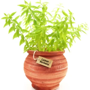 Lemon Verbena Plant Live - In 4 inc Pot - Perennial Verbena Herb Live Plant