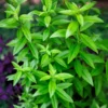 Lemon Verbena Plant Live - In 4 inc Pot - Perennial Verbena Herb Live Plant