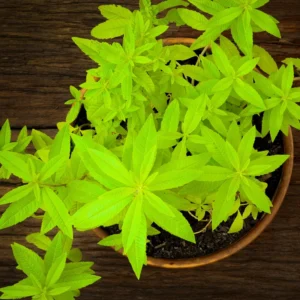 Lemon Verbena Plant Live - In 4 inc Pot - Perennial Verbena Herb Live Plant