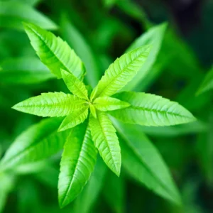 Lemon Verbena Plant Live - In 4 inc Pot - Perennial Verbena Herb Live Plant