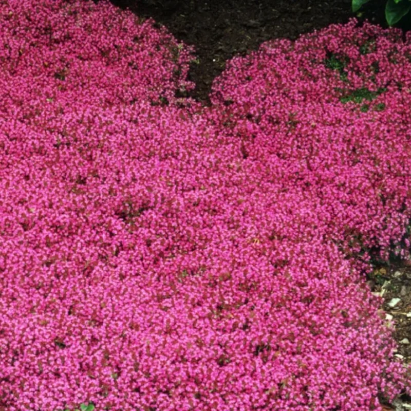 2 Red Creeping Thyme Plants Live Ground Cover, In 3.5 Inc Pot, Creeping Thyme Perennial Live Plant For Growing