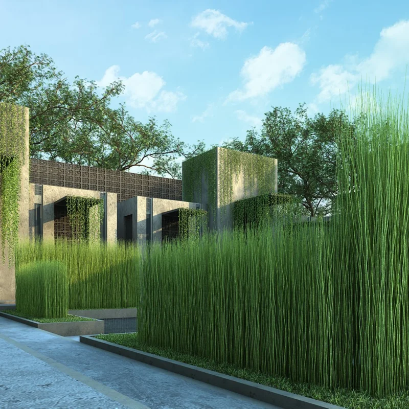 5 Horsetail Grass Live Plants in 4-Inch Container – Ideal for Aquatic Features, Ponds, and Landscape Decoration