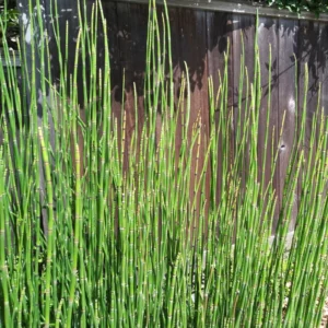 5 Horsetail Grass Live Plants in 4-Inch Container – Ideal for Aquatic Features, Ponds, and Landscape Decoration
