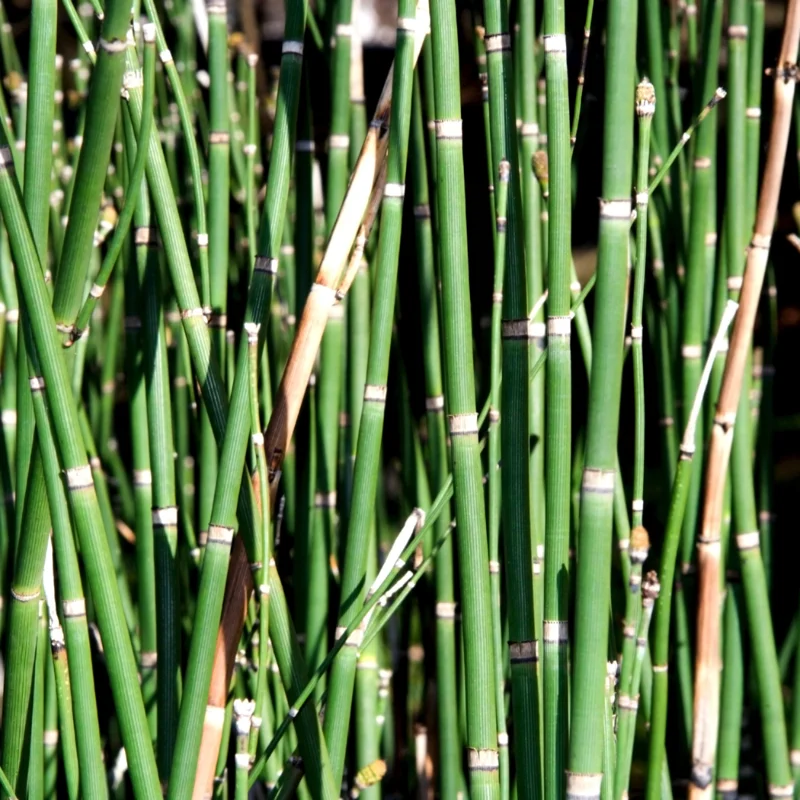 5 Horsetail Grass Live Plants in 4-Inch Container – Ideal for Aquatic Features, Ponds, and Landscape Decoration