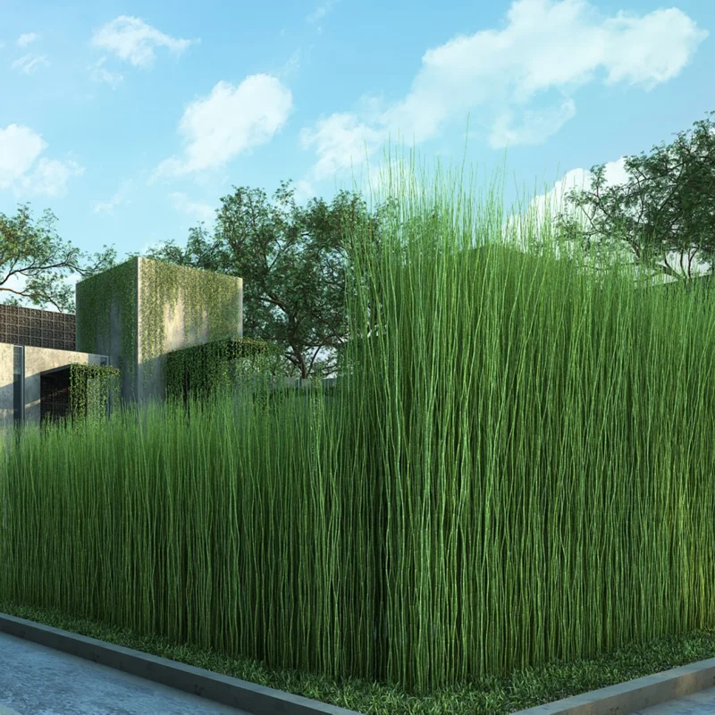 5 Horsetail Grass Live Plants in 4-Inch Container – Ideal for Aquatic Features, Ponds, and Landscape Decoration