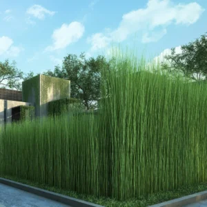 5 Live Horsetail Grass Plants Live in Compact 4-Inch Container – A Great Addition to Ponds and Aquatic Landscapes