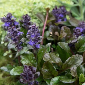Black Ajuga Live Plant, Ajuga Ground Cover Plant, In 3.5 Inch Pot