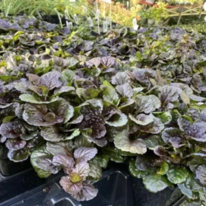 Black Ajuga Live Plant, Ajuga Ground Cover Plant, In 3.5 Inch Pot