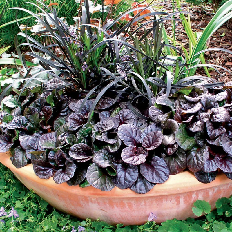 Black Ajuga Live Plant, Ajuga Ground Cover Plant, In 3.5 Inch Pot