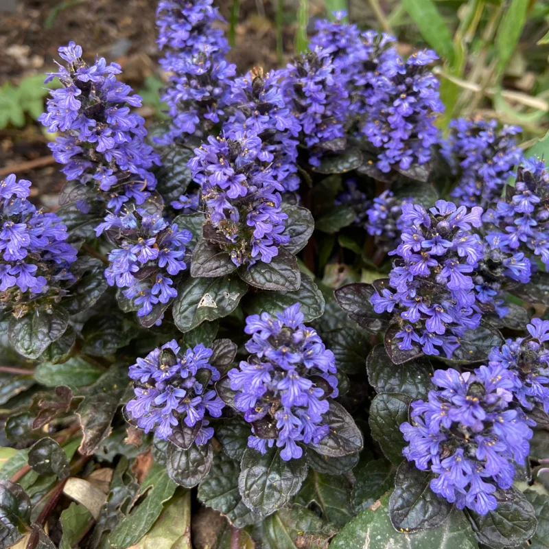 Black Ajuga Live Plant, Ajuga Ground Cover Plant, In 3.5 Inch Pot