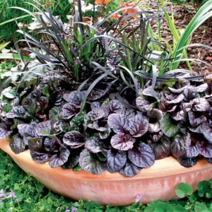 3 Black Ajuga Live Plants in 3.5-Inch Pot – Hardy Ground Cover for Stunning Garden Landscapes