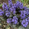 3 Black Ajuga Live Plants in 3.5-Inch Pot – Hardy Ground Cover for Stunning Garden Landscapes