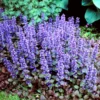 2 Chocolate Ajuga Live Plants, Ajuga Ground Cover Plants, In 3.5 Inch Pot