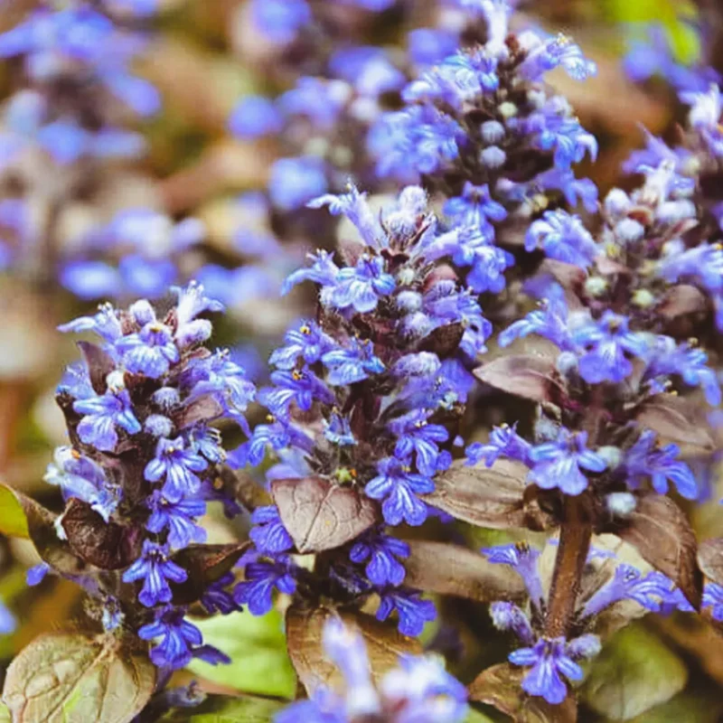 2 Chocolate Ajuga Live Plants, Ajuga Ground Cover Plants, In 3.5 Inch Pot