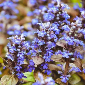 3 Chocolate Ajuga Live Plants in 3.5-Inch Pot – Hardy Ground Cover for Stunning Garden Landscapes