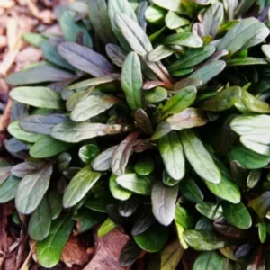 3 Chocolate Ajuga Live Plants in 3.5-Inch Pot – Hardy Ground Cover for Stunning Garden Landscapes