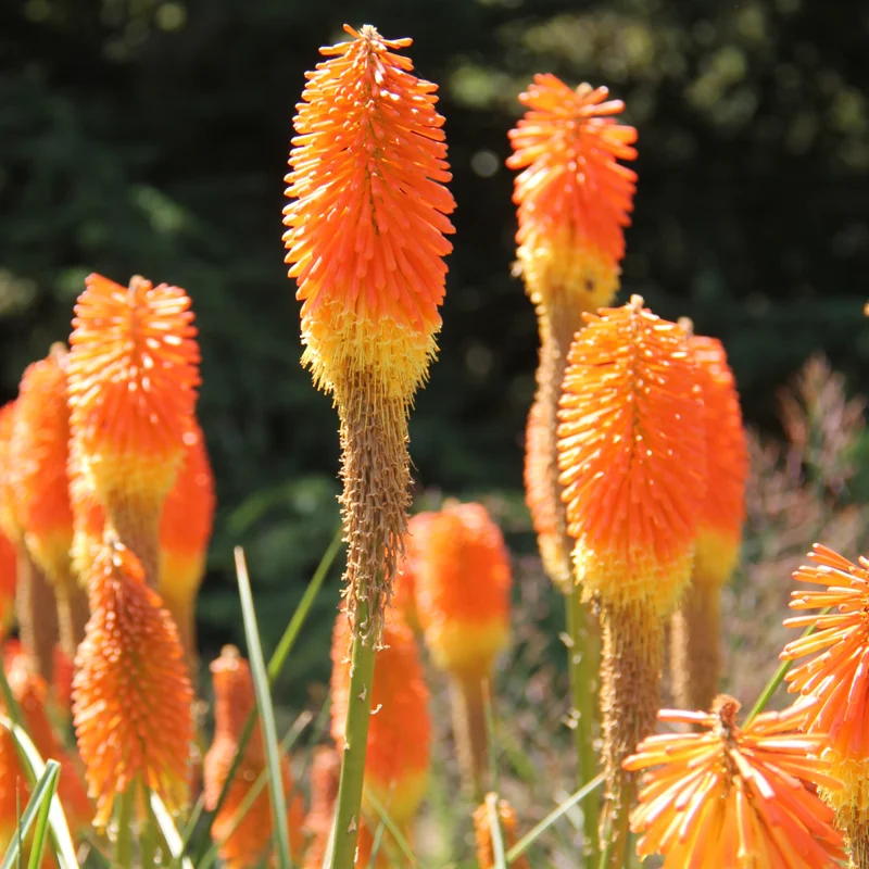 4 Red Hot Poker Lily Plants Bareroots – Vibrant Kniphofia for Stunning Garden Blooms